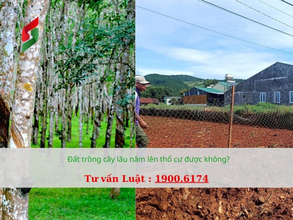 Đất trồng cây lâu năm lên thổ cư được không