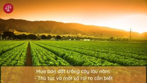 ban-dat-trong-cay-lau-nam
