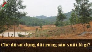 che-do-dat-rung-san-xuat-la-gi