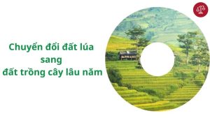 quy-dinh-dat-trong-lua-co-duoc-trong-cay-lau-nam-khong