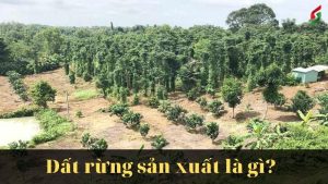 thue-dat-rung-san-xuat-2