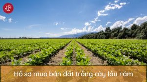 ho-so-mua-ban-dat-trong-cay-lau-nam