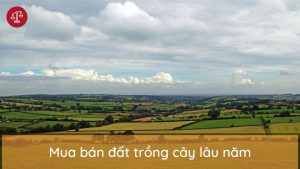 mua-ban-dat-trong-cay-lau-nam
