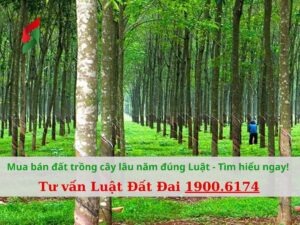 Mua bán đất trồng cây lâu năm đúng Luật - TĐPL19006174