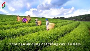 dat-trong-cay-lau-nam