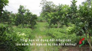 thoi-han-su-dung-dat-trong-cay-lau-nam-het-han-co-bi-thu-hoi-khong