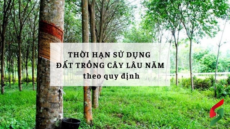 thoi-han-su-dung-dat-trong-cay-lau-nam-theo-quy-dinh