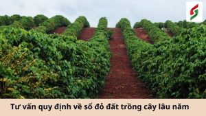 tu-van-quy-dinh-ve-so-do-dat-trong-cay-lau-nam