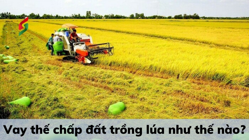 Đất trồng lúa có được thế chấp không? Tư vấn chi tiết 2 tu-van-dat-trong-lua-co-duoc-the-chap-khong